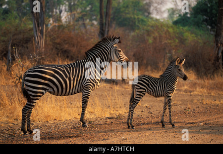 Burchell's zebra with young Crawshay's race Equus burchellii crawshayi South Luangwa National Park Zambia Stock Photo