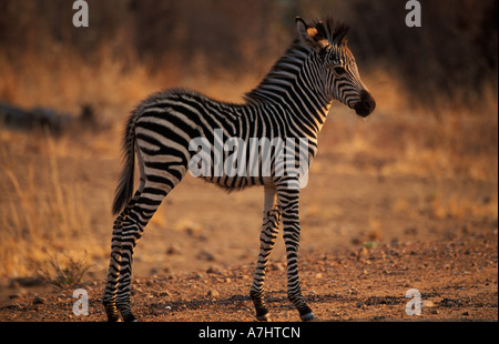 Young Burchell's zebra Crawshay's race Equus burchellii crawshayi South Luangwa National Park Zambia Stock Photo