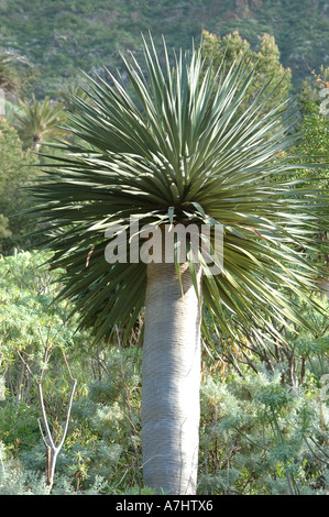 Drago Tree in Bajamar Tenerife Stock Photo