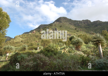 Drago Tree in Bajamar Tenerife Stock Photo