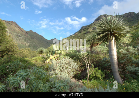 Drago Tree in Bajamar Tenerife Stock Photo