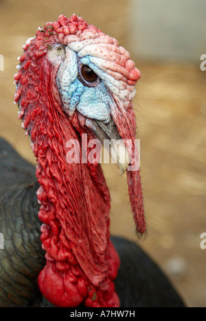 Norfolk Black stag turkey displaying to frighten off potential enemies. Stock Photo