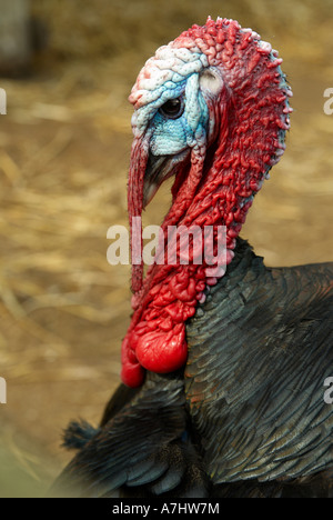 Norfolk Black stag turkey displaying to frighten off potential enemies. Stock Photo