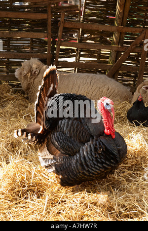 Norfolk Black stag turkey displaying to frighten off potential enemies. Stock Photo