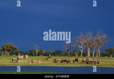 Burchell's zebra Equus quagga burchellii and blue wildebeest Connochaetes taurinus Hwange National Park Zimbabwe Stock Photo