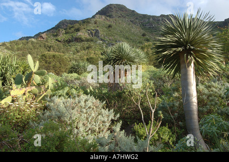 Drago Tree in Bajamar Tenerife Stock Photo