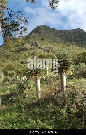 Drago Tree in Bajamar Tenerife Stock Photo