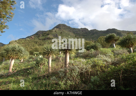 Drago Tree in Bajamar Tenerife Stock Photo