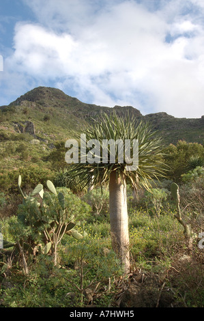 Drago Tree in Bajamar Tenerife Stock Photo