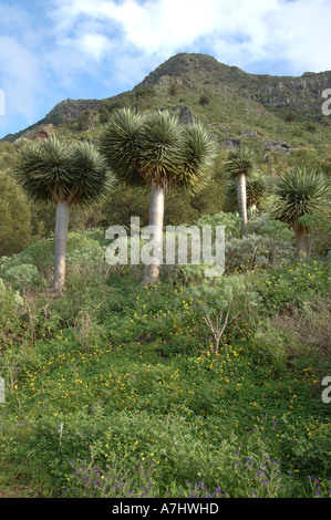 Drago Tree in Bajamar Tenerife Stock Photo