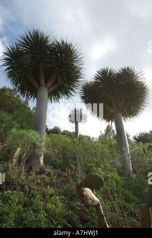 Drago Tree in Bajamar Tenerife Stock Photo