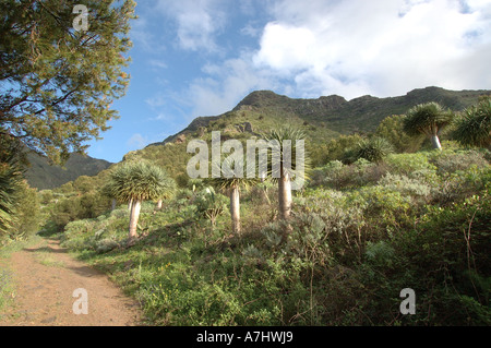 Drago Tree in Bajamar Tenerife Stock Photo