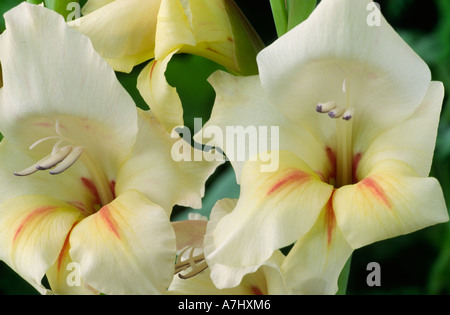 Gladiolus 'Halley'. Nanus group. Stock Photo