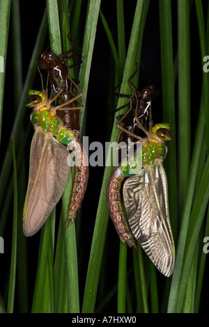 Emerging Emperor Dragonflies Stock Photo