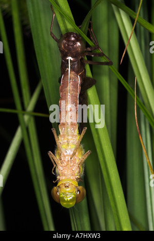 Emerging Emperor Dragonfly Stock Photo