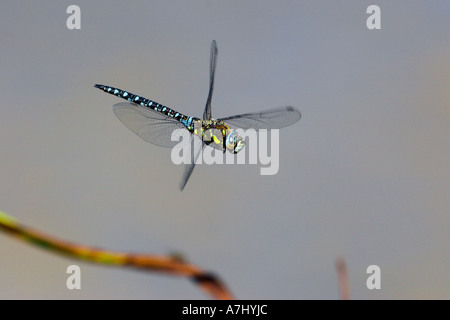 Migrant Hawker Dragonfly in flight Stock Photo