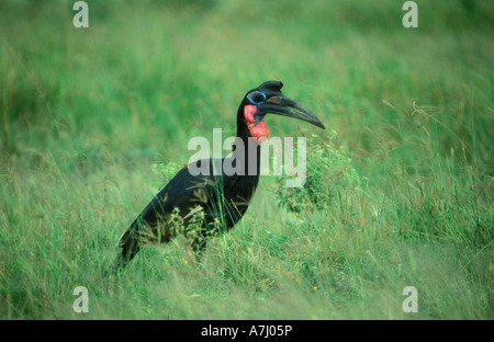 male Abyssinian ground hornbill Bucorvus abyssinicus Murchison Falls National Park Uganda Stock Photo
