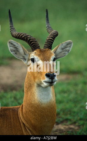 Uganda Kob (Kobus kob), Queen Elizabeth National Park, Uganda Stock Photo