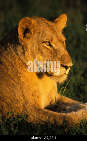 Lion (Panthera leo), Queen Elizabeth National Park, Uganda Stock Photo