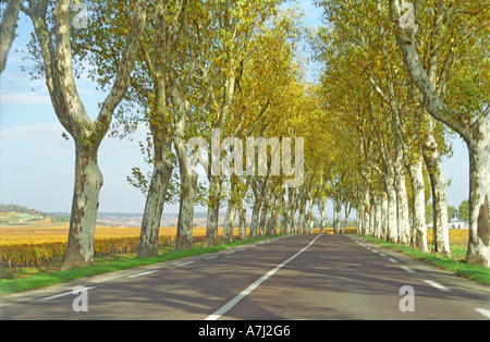 Avenue of plane trees on the route N74 just south of Beaune Cote d'Or southern Burgundy in October during the vindange Stock Photo