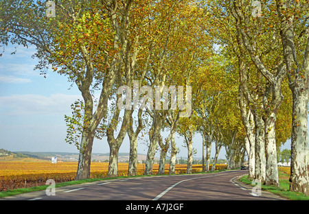 Route N74 just south of Beaune Burgundy Cote d Or in October during the vindange Stock Photo