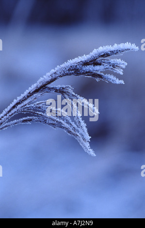 Common Reed in winter Stock Photo