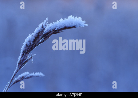 Common Reed in winter Stock Photo