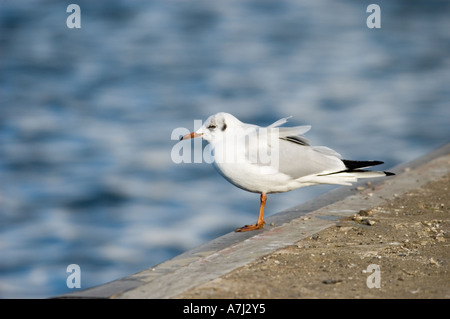 Black-headed Gull (Larus ridibundus) resting Stock Photo
