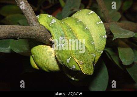 Emerald tree boa / Corallus caninus Stock Photo