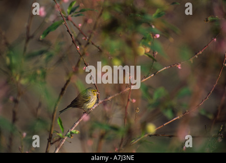 Wild Canary (Serinus canaria) resting in the vegetation Stock Photo