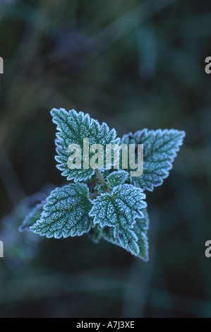 Hoar frost on Stinging Nettle (Urtica dioica) Stock Photo