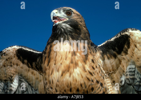 RED TAILED HAWK (Buteo jamaicensis) Captive Close up Stock Photo