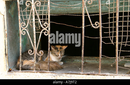 Contented cat sleeps on a window sill in Tangier, Morocco, North Africa Stock Photo