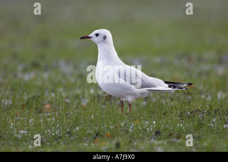 Adult black headed gull Larus ridibundus in winter plumage Stock Photo