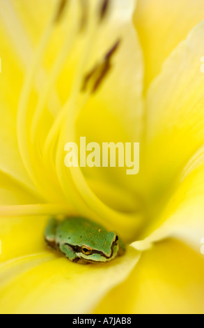 Yellow Lily with small tree frog Stock Photo