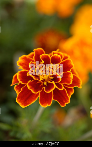 Marigold Stock Photo