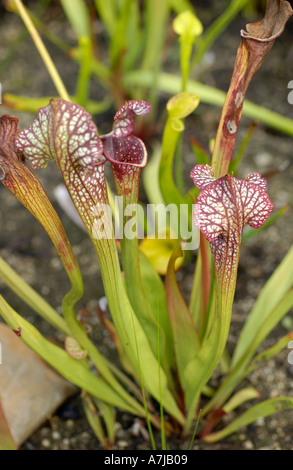 Carnivorous Plant Purple pitcher sarracenia leucophylla Stock Photo