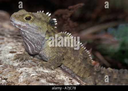 TUATARA (Sphenodon punctatus) Ancient endemic reptile, Stephens island NEW ZEALAND Captive Stock Photo
