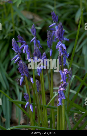 Close up of wild Bluebells in England Stock Photo