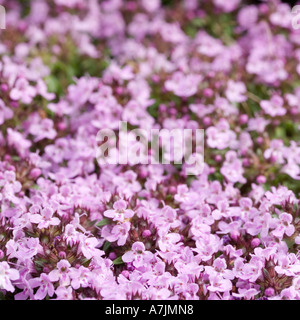 Caraway Thyme Stock Photo