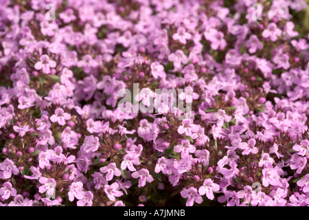 Caraway Thyme Stock Photo