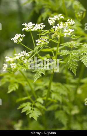 garden chervil, common chervil (Anthriscus cerefolium, Anthriscus ...