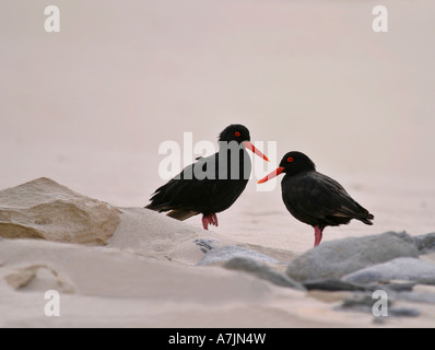 African Black Oystercatcher  pair Haematopus moquini on a beach in the Western Cape of South Africa Stock Photo