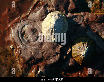 Common limpets Patella vulgata and rings worn in hard rock where a limpet has been Stock Photo