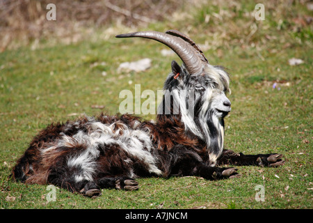Long haired goat resting in the sunshine Stock Photo