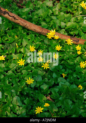 Lesser Celandine Ranunculus ficaria on a woodland floor Stock Photo