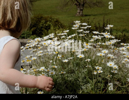 young girl picking daisies from the garden Stock Photo