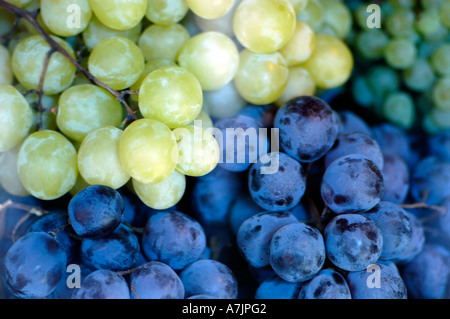 Bunches of black and white grapes Stock Photo