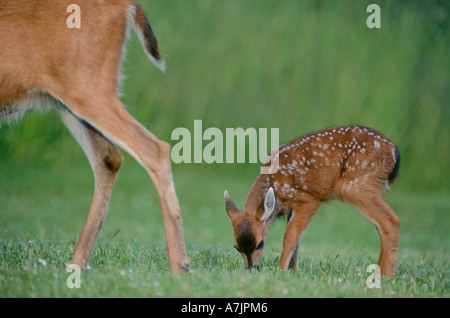 Young mule deer fawn feeding at feet of mother in early summer. Stock Photo