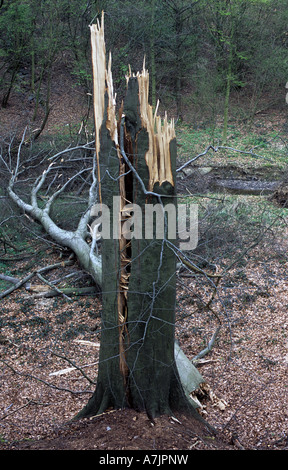 Fallen trees after a storm, Solingen, North Rhine-Westphalia, Germany Stock Photo